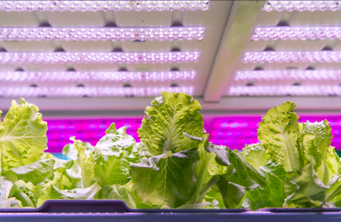 Greenhouse Lighting