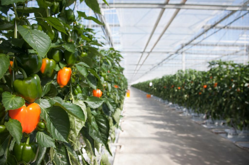 Greenhouse Structures