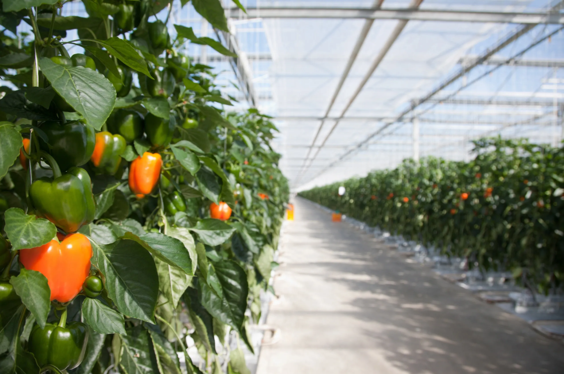 Greenhouse Structures