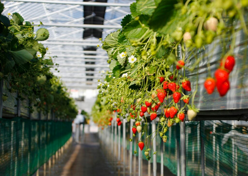 Greenhouse Image Side of Bench