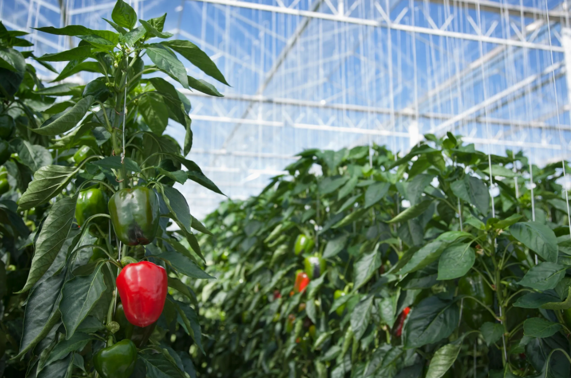 Peppers in Greenhouse